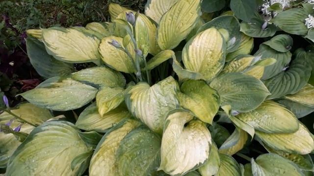 #hosta #хоста / Хоста гибридная Голд Стандарт (лат. hosta Gold Standard). Экспресс обзор смотреть онлайн
