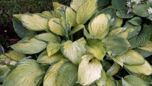 #hosta #хоста / Хоста гибридная   Голд Стандарт (лат. hosta Gold Standard). Экспресс обзор