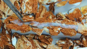 Генератор тумана в аквариуме. Запуск аквариума с водопадом и туманом | mist maker diy.