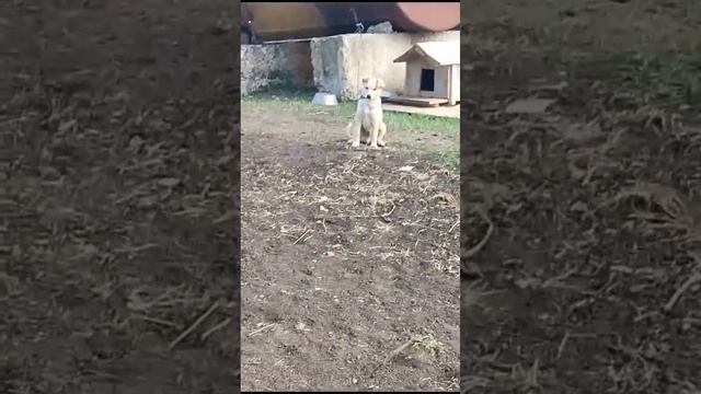 ВНИМАНИЕ ТЕРЕТОРИИ ОХРАНЯЕТСЯ СТОРОЖЕВЫМИ СОБАКАМИ!??? #shortvideo #мем #приколы #смех #смешно #хах смотреть онлайн