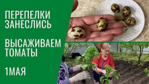 ПЕРЕПЕЛКИ ЗАНЕСЛИСЬ / В саду упало дерево / Высаживаем томаты / 1 Мая / Загородная жизнь на юге
