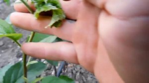 ЯБЛОНЕВАЯ ЛИСТОВЕРТКА.  Вред и способы борьбы.