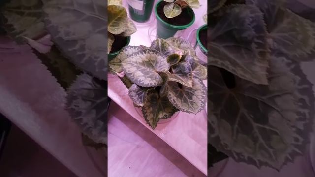 Цикламены. Пересадка оставшихся цикламенов.
