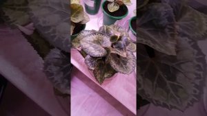 Цикламены. Пересадка оставшихся цикламенов.