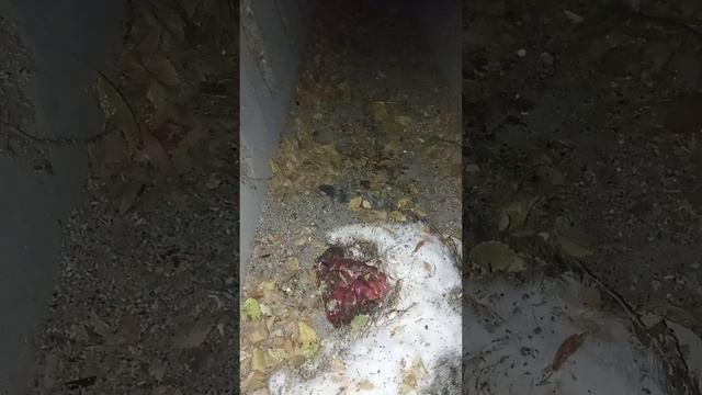 Слабонервным не смотреть.Одни вопросы и нет ответов. смотреть онлайн