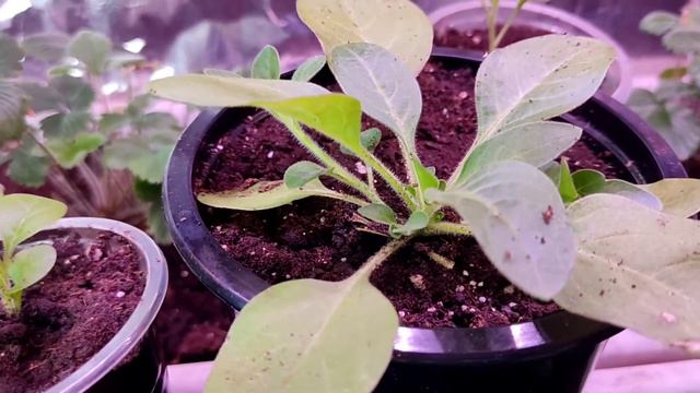 Прищипывание петуний. Фиалки. смотреть онлайн