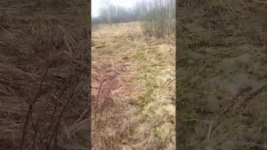делаем солонцы в угодьях