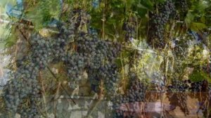 Выращивание Винограда На Беседке.