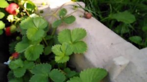 Клубника Елизавета