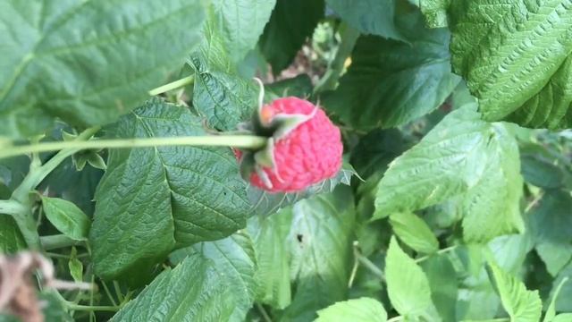 Один из лучших сортов малины.Малина "Глен ампл". смотреть онлайн