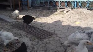 Цыплята 2 месяца ч1