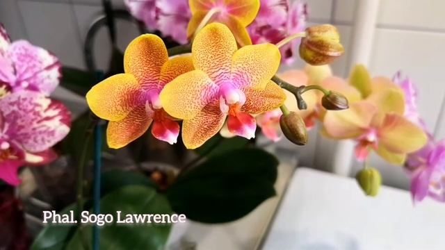 Цветение моих орхидей? Sogo Lawrence, Sweet Girl, Викторио, жёлтый биглип азиат 1086-41, Тиара смотреть онлайн