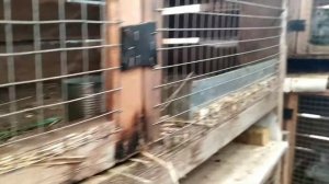 КАК ОЧЕНЬ БЫСТРО РАЗМНОЖИТЬ КРОЛИКОВ. Как правильно случать крола с крольчихой.