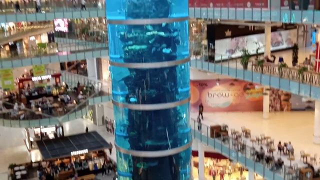 Аквариум с рыбками в ТЦ Авиапарк смотреть онлайн