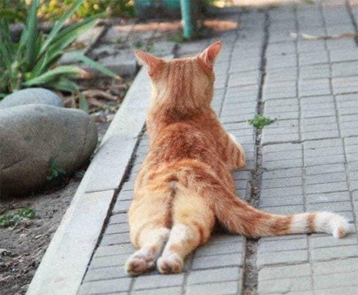 Забавные коты