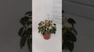 Фиалка Н-Ночная Роса