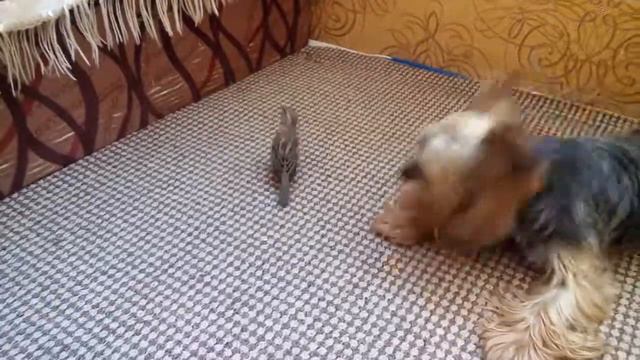 Наглый воробей и веселый йорк