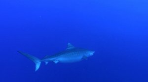 Мальдивы | тигровая акула