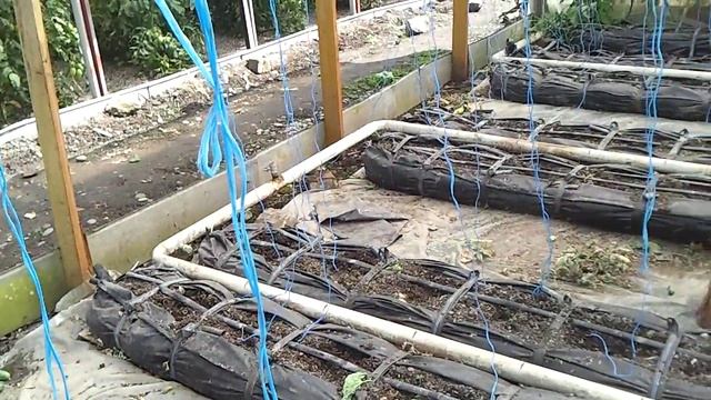 Подготовка теплицы в посеву огурца смотреть онлайн