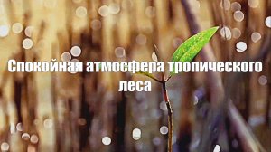 Спокойная атмосфера тропического леса. Звуки природы