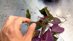 Dioscorea Discolor (Variegated Yam) Care and Propagation in Water, Moss, and Soil - With Updates!