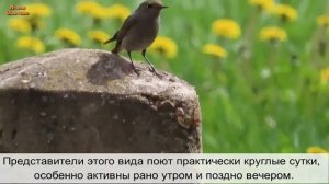 Птицы Одинцово. Горихвостка