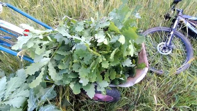 Деревня, Дубовые веники, Дуб ? смотреть онлайн