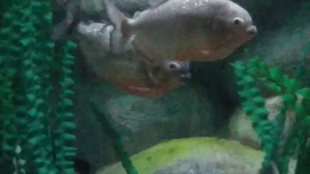 Piranha Fish - Пиранья Рыбка (Pygocentrus nattereri) смотреть онлайн