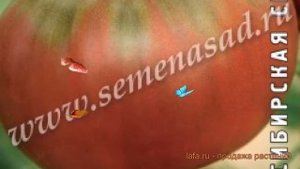 Томат обыкновенный Салатная находка ? обзор: как сажать, семена томата Салатная находка
