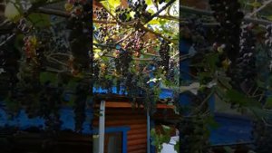 Обрезка неукрывного винограда