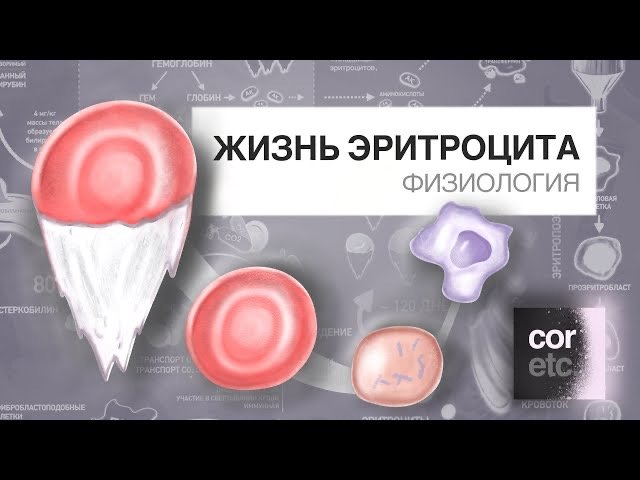 Жизненный цикл эритроцитов