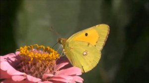 Бабочка из пластиковой бутылки/Butterfly from a plastic bottle