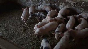 Корм для отлученых поросят.Корм ЗЦМ.+Предстарт