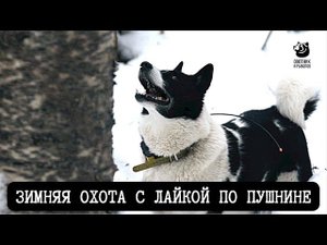 Зимняя охота с лайкой по пушнине // Спутники охотника // Серия 5