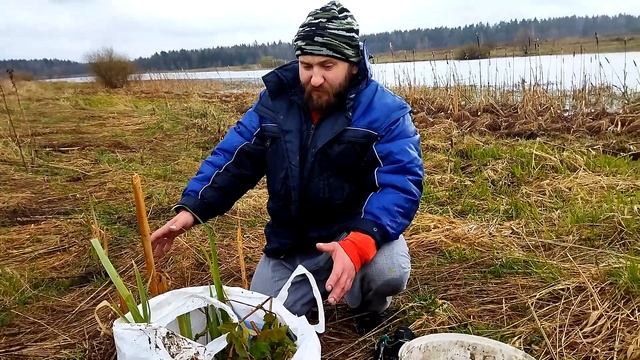Выкапываем на водоеме рогоз , ирис и сажаем в наш пруд. А так же подаренную нимфею. смотреть онлайн