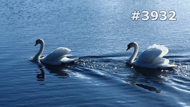 #3932. Лебеди (В мире животных) смотреть онлайн
