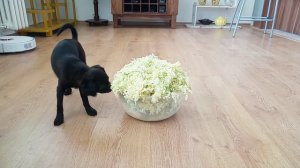 A Brusston and a Petit Brabançon pups meet elderflowers / Brussels griffon