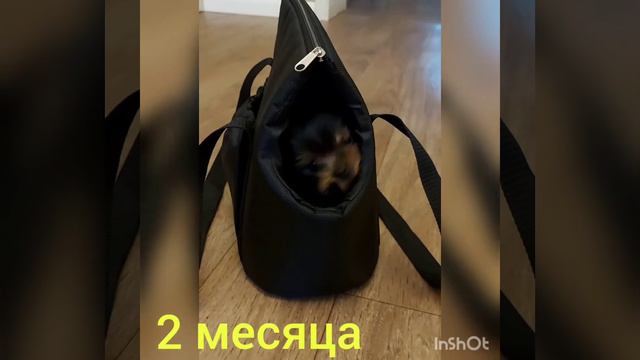 В семье пополнение - йоркширский терьер. МОНИКА смотреть онлайн