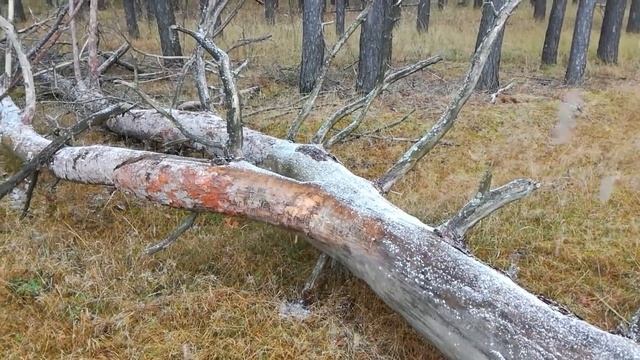 Заготовка коры для орхидей!!! смотреть онлайн