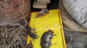САМАЯ ЛУЧШАЯ ловушка для мышей и крыс. (THE BEST trap for mice and rats.)