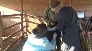 Отбор крови у среднего рогатого скота.