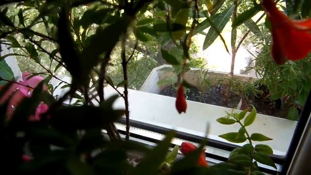 #Комнатные растения/цветы- взаимная любовь. смотреть онлайн