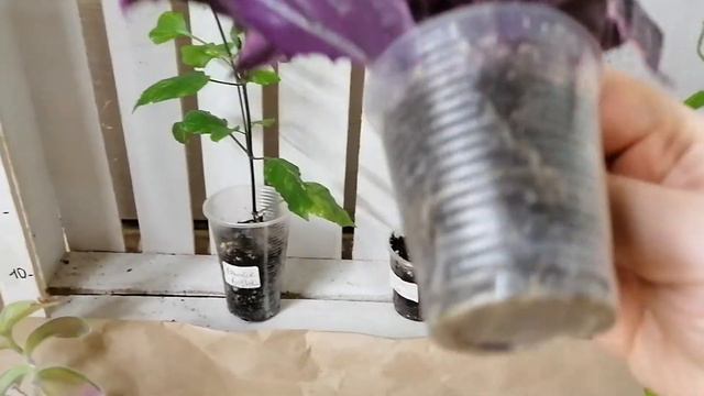 Укоренившиеся черенки редких растений, делаю обзор смотреть онлайн