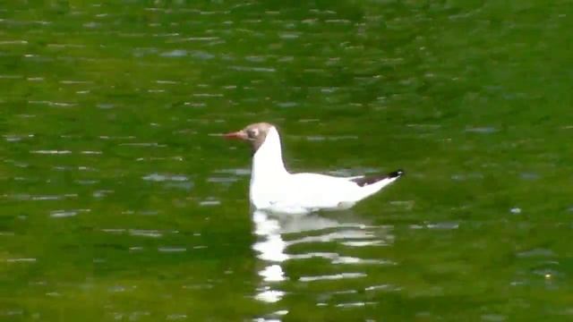 Озёрная чайка - Larus ridibundus смотреть онлайн
