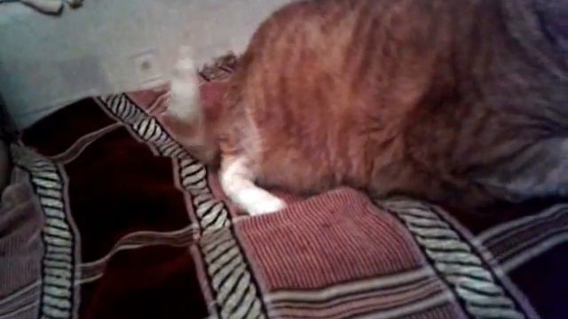 толстый кот / fat cat смотреть онлайн