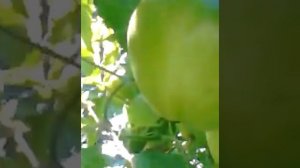 Выращивание овощей в ёмкостях