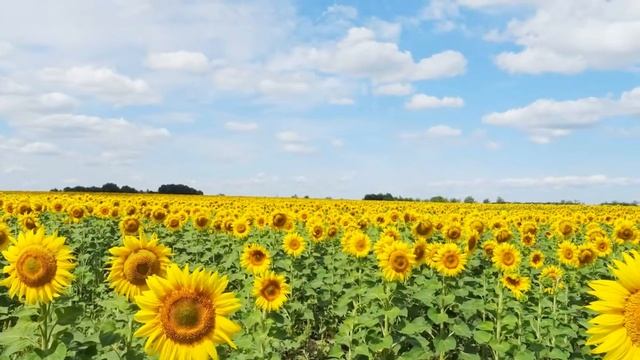 ПОДСОЛНУХИ, ПОДСОЛНУХИ ... смотреть онлайн