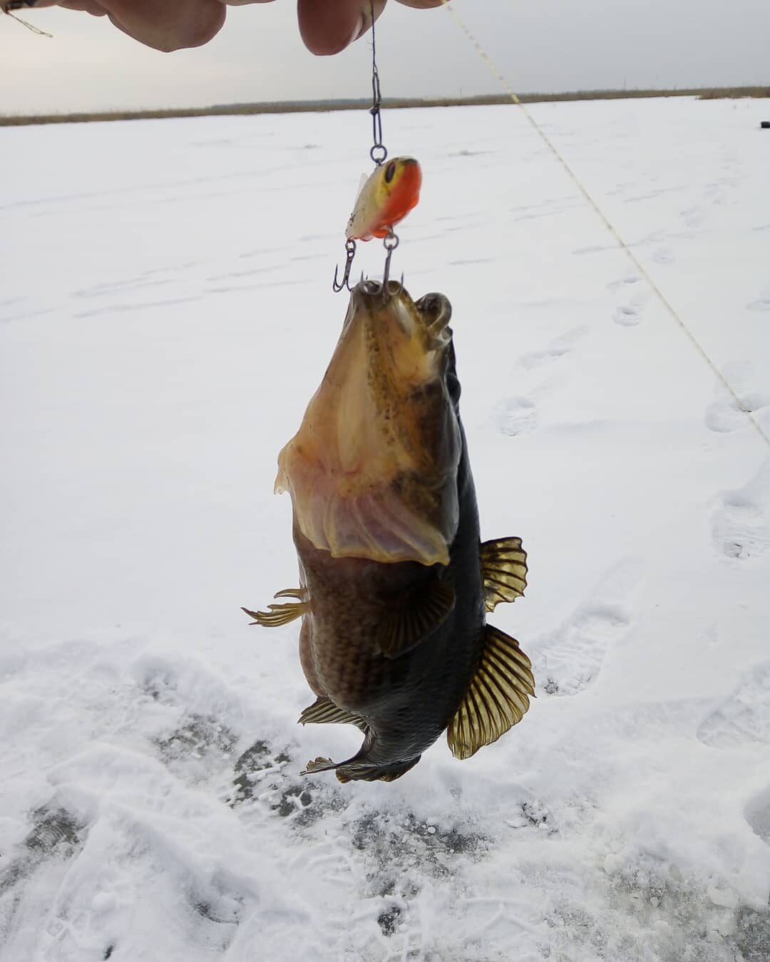 Ловля ротана. Рыбалка зимой. Ищу рыбу на новой плёсе.