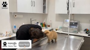 OYUNCAK KÖPEK GİBİ! 😍 Dünya Tatlısı Yavru Pomeranian Boo! 😇 (780 Gram!) #TheVet