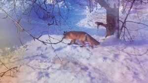 Лисы.Красивые и пушистые. Интересные моменты.#лиса#fox #shorts